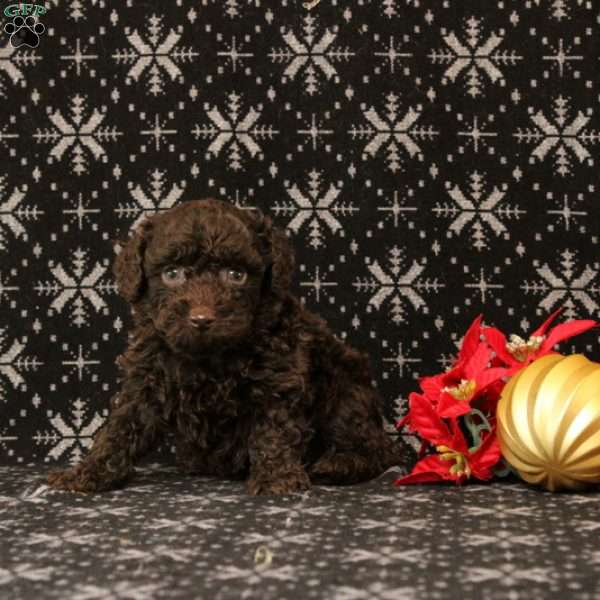 Upundra, Toy Poodle Puppy